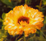 Calendula flowers