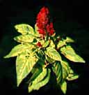 Cock's Comb ... named after the floppy red thing on a rooster's head.