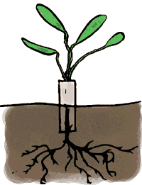 Plant collar examples