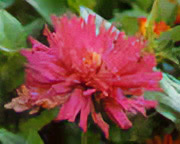 Zinnia flowers